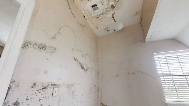 Mold Documentation for Insurance Claims in Beverly, NJ